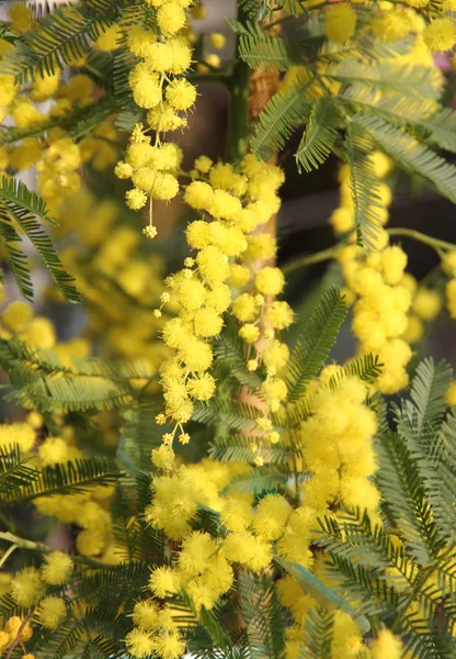 Beautiful Yellow Mimosa to give women in the international women — Stock Photo, Image