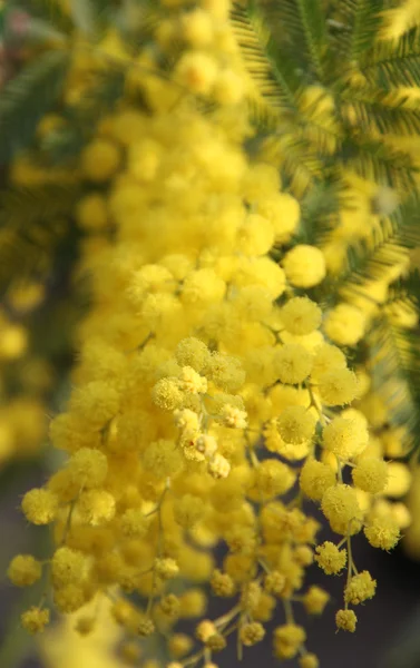 Mimosa Amarilla para regalar a las mujeres en el Día Internacional de la Mujer — Foto de Stock