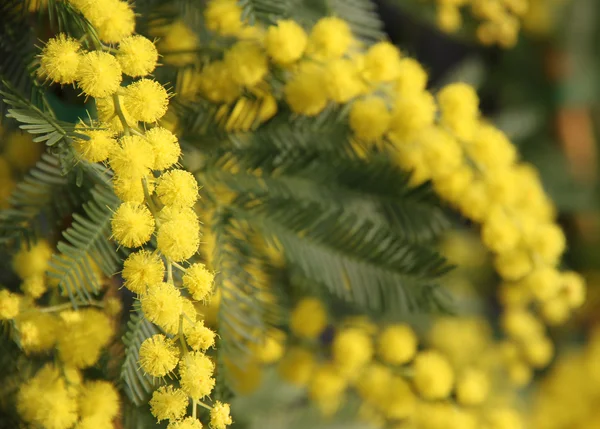 Mimosa met gele bloemen ronde voor de internationale Vrouwendag d — Stockfoto