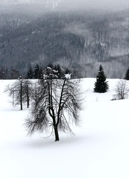 Arbre nu sans feuille de neige milieu de terrain — Photo
