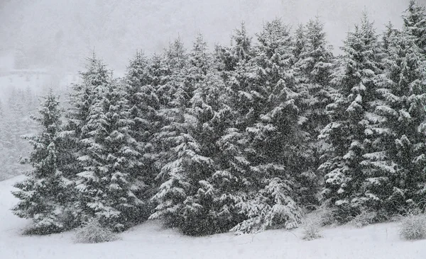 Vitkalkade träd under rikliga snöfall på vintern — Stockfoto