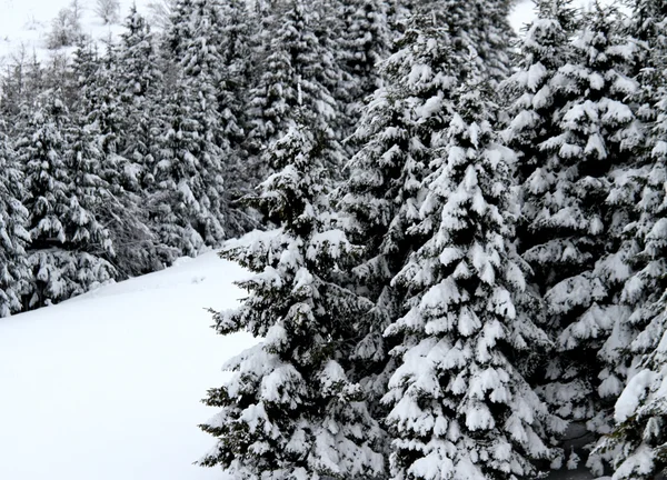Tannenbäume mit Schnee im Berg bedeckt — Stockfoto