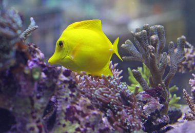 Sarı tropikal balık sıcak denizin ortasında al Yüzme