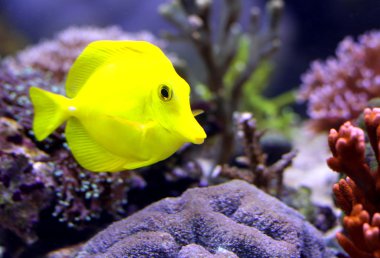 büyük deniz akvaryum içinde yüzüyor sarı tropikal balık