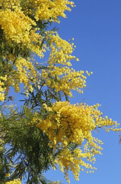 yellow fragrant mimosa flower clipart
