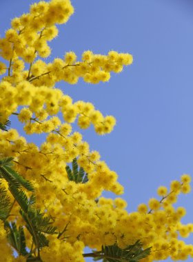 yellow mimosa in bloom and the blue spring sky clipart