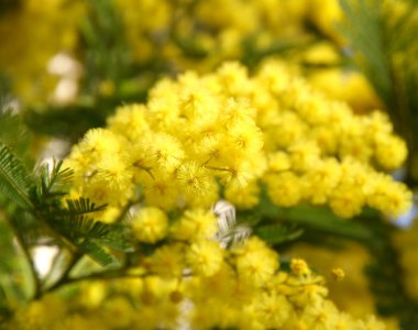 beautiful yellow mimosa in bloom clipart