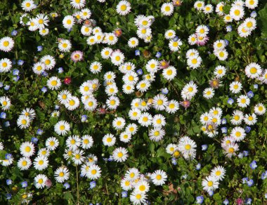 great meadow of daisies just beginning