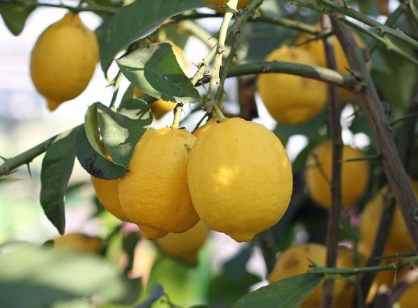 Желтые спелые лимоны с Сицилии висят на дереве — стоковое фото