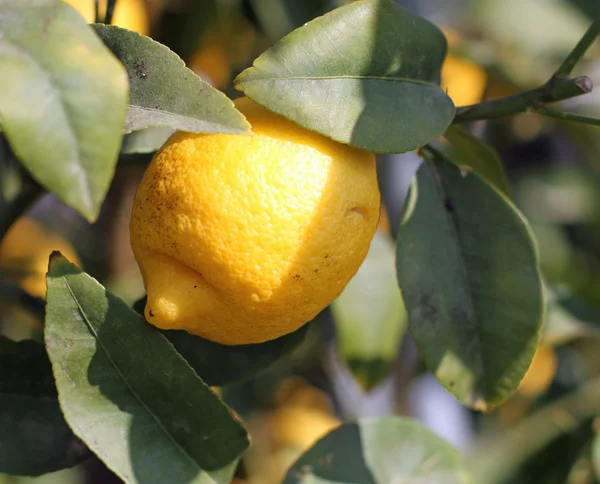 Один лимон с Сицилии висит на дереве в саду — стоковое фото