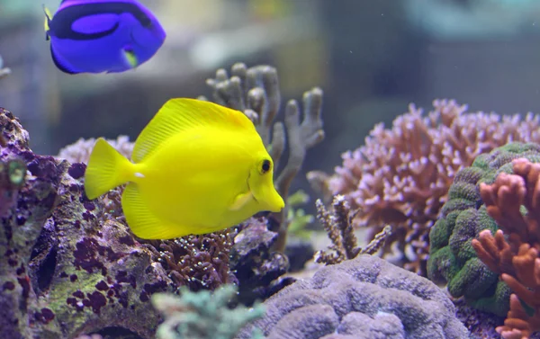 Two Tropical fishes swimming in the warm sea — Stock Photo, Image