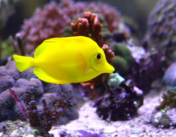 Peces tropicales de color amarillo brillante nadando —  Fotos de Stock