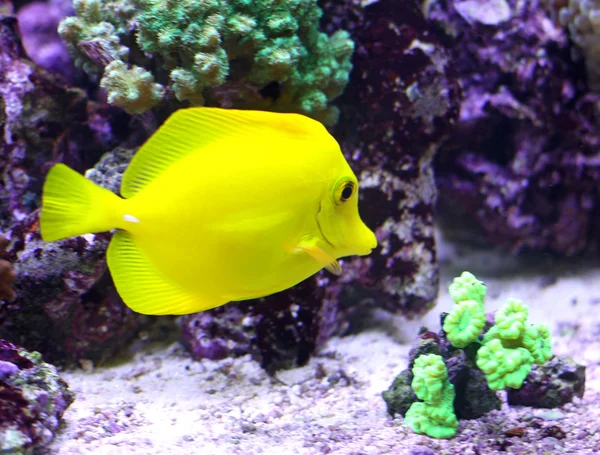 Yellow tropical fish swimming in the sea — Stock Photo, Image