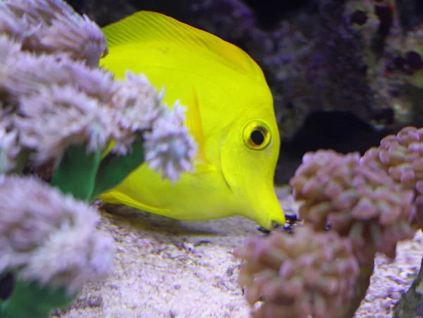 Peces tropicales que nadan en el gran acuario marino en busca —  Fotos de Stock