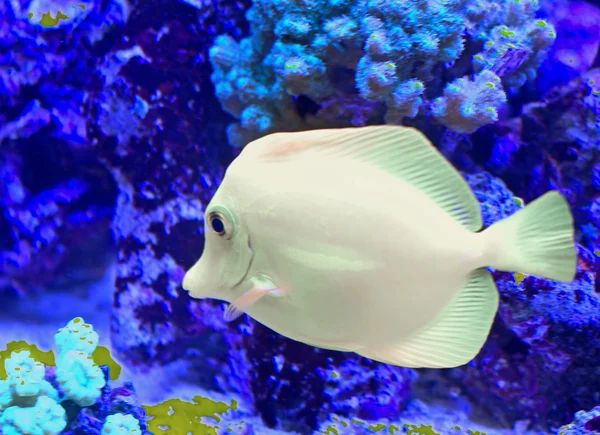 White tropical fish that swims in the large marine aquarium — Stock Photo, Image