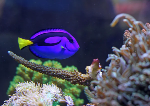 Синие тропические рыбы плавают в морском аквариуме — стоковое фото