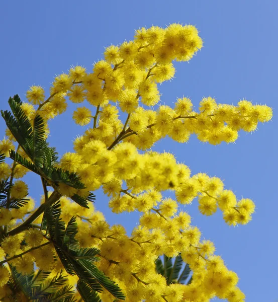 Beautiful yellow mimosa in bloom and the blue sky — Stock Photo, Image