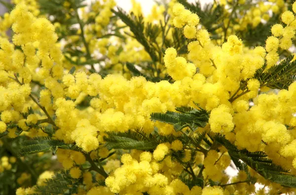 Branches and flowers of fragrant yellow mimosa and the symbol of — Stock Photo, Image