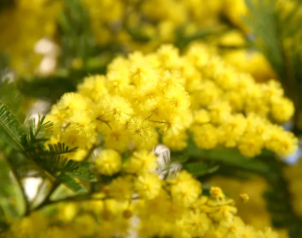 Schöne gelbe Mimosen in Blüte — Stockfoto
