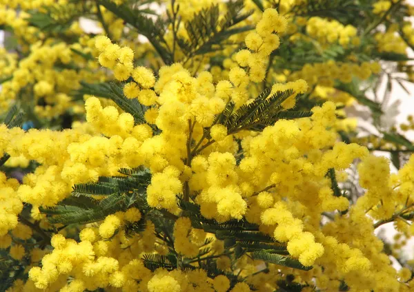 Sárga mimosa és a szimbólum, a nők ünnepe — Stock Fotó