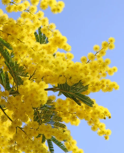Gyönyörű sárga mimosa — Stock Fotó