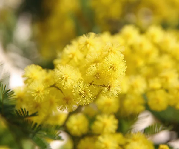 Mimosa amarilla en flor y el fondo todo amarillo —  Fotos de Stock