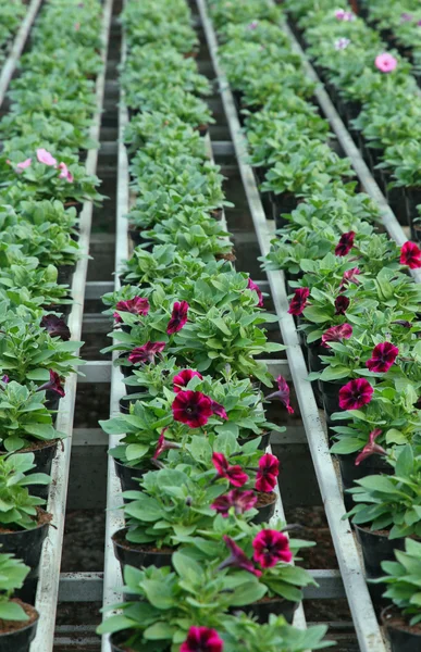 Flowering plants in spring in the greenhouse — Stock Photo, Image