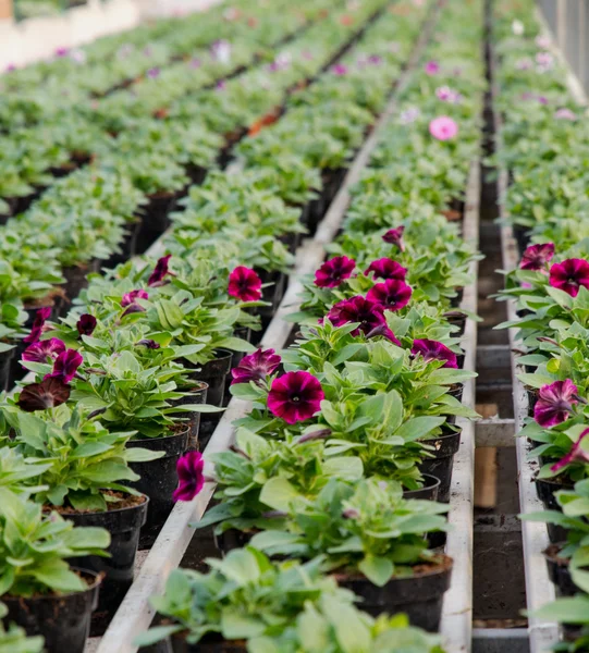 Baris tanaman berbunga untuk dijual di rumah kaca di Belanda — Stok Foto