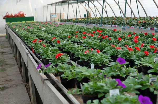Stort växthus för odling av blommor i ett lager — Stockfoto