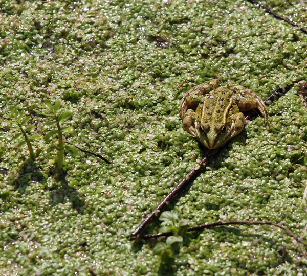 Crapaud attendant de manger tout insecte camouflé au milieu de l'étang — Photo