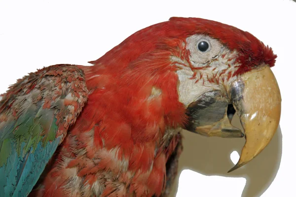 Папуга ара з Біллом decurved і барвисті пір'я — стокове фото