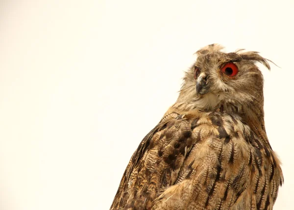 OWL con un look e uno sfondo bianco — Foto Stock