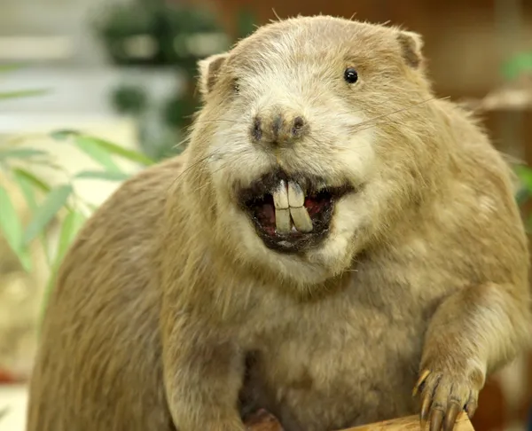 Big Beaver with huge incisors — Stock Photo, Image