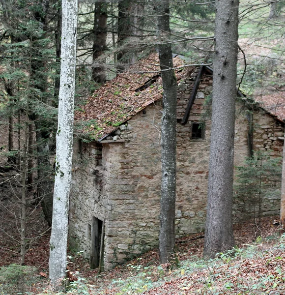Haus im Wald verlassen — Stockfoto
