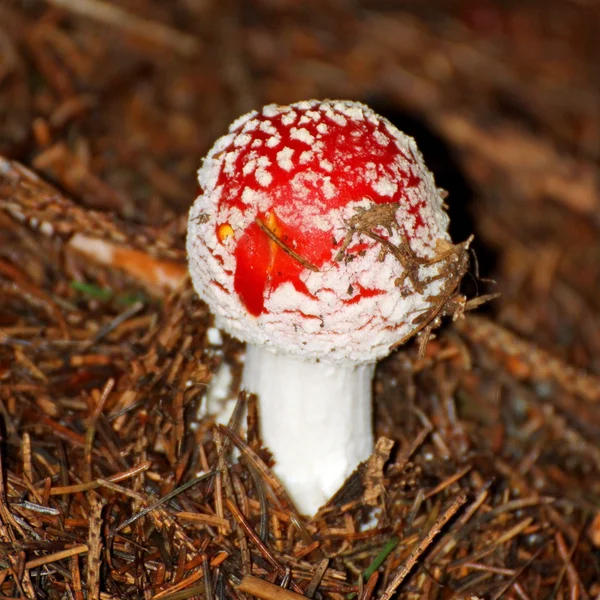 Jedovaté smrtící amanita muscaria houby jedovaté — Stock fotografie