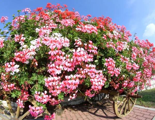 Vagn med många blommande pelargoner på sommaren i bergen — Stockfoto