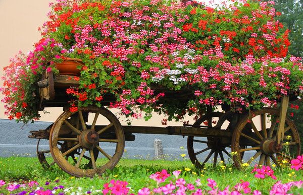 wagon with many blooming Geraniums in summer in the mountains
