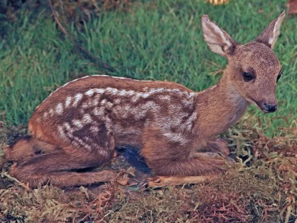 Hjort dovhjort vilda djur i skogen — Stockfoto