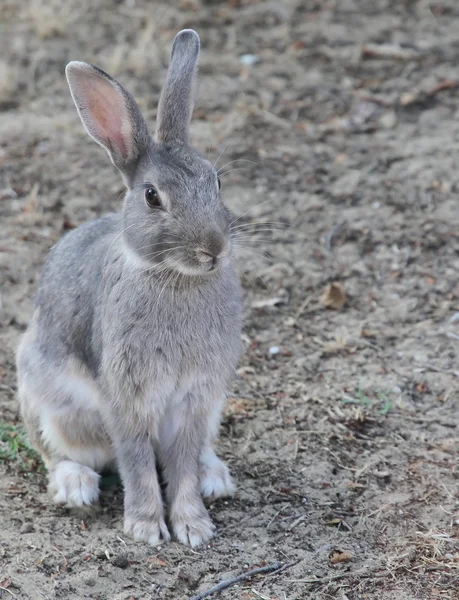 Rabbit waiting for food or some grass — Stock Photo, Image