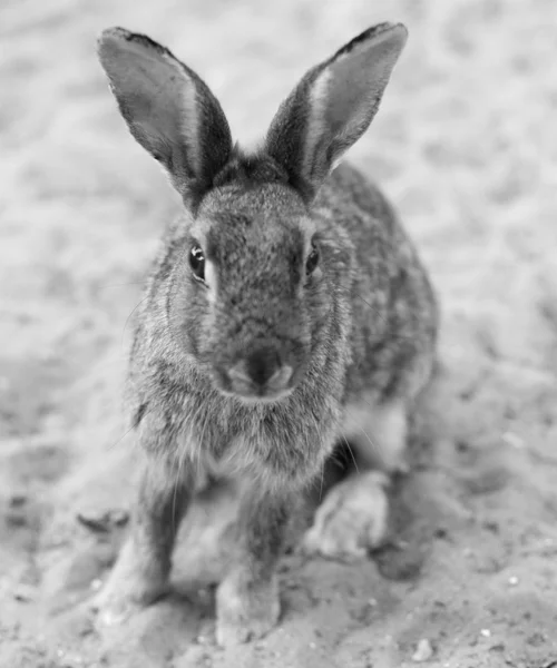 Eyes with long bunny ears while watching — Stock Photo, Image