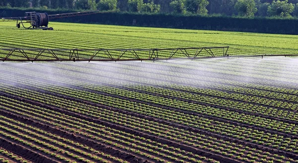 Automatic irrigation system for a field of salad — Stock Photo, Image