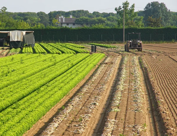 Campo de salada em uma fazenda na Itália — Fotografia de Stock