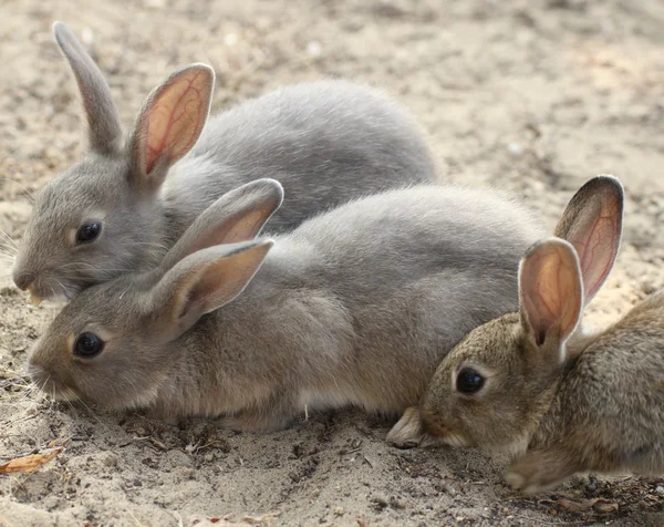 Rabbits with the soft hair and long ears — Stock Photo, Image