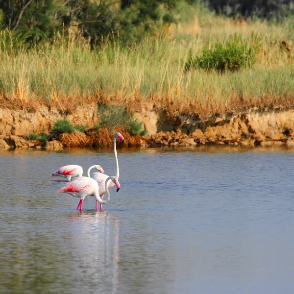 Pink flamingos with long neck in the fresh water pond — Stock Photo, Image