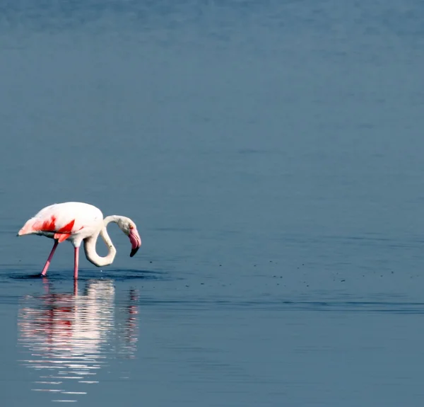 Pink flamingos with long neck — Stock Photo, Image