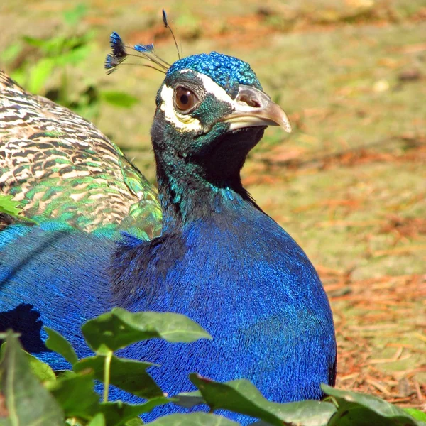 Peacock blue color and attentive gaze — Stock Photo, Image