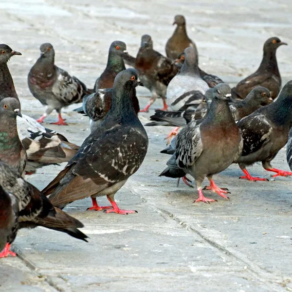 Pombos e pombas na praça — Fotografia de Stock