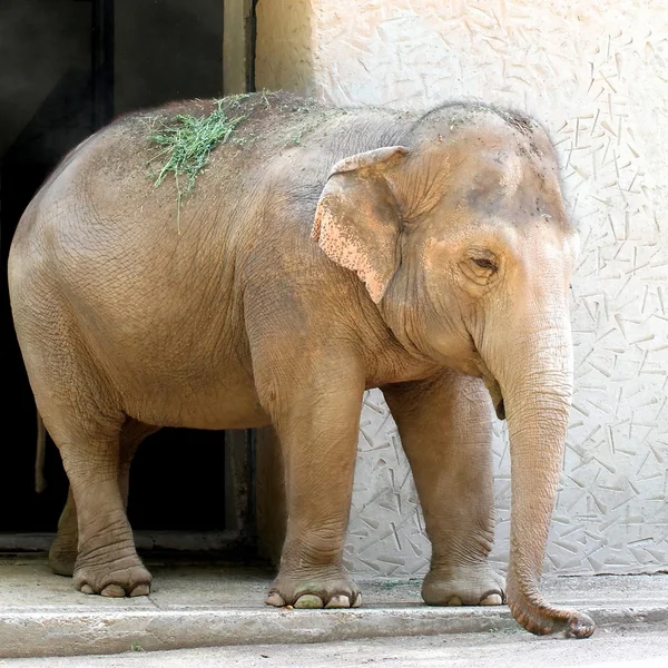 Olifant met een lange kofferbak — Stockfoto