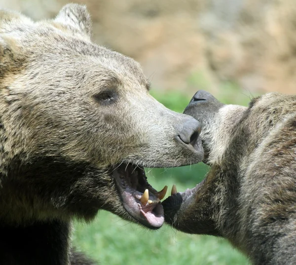 Ferocious bears struggle with powerful shots — Stock Photo, Image