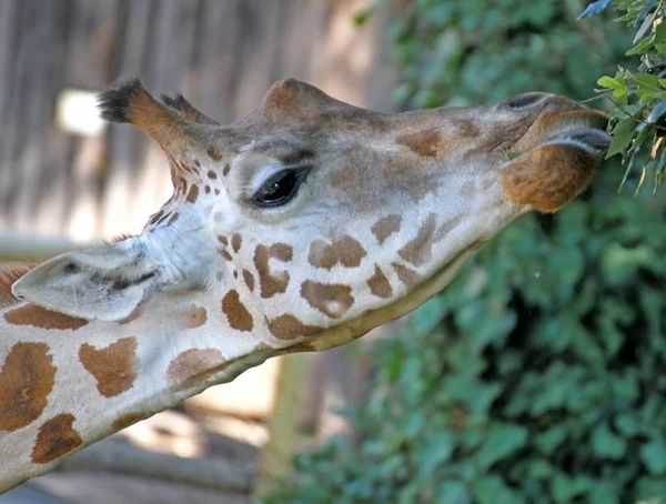 Giraffe mit langem Hals beim Essen — Stockfoto